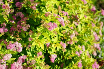 spirea