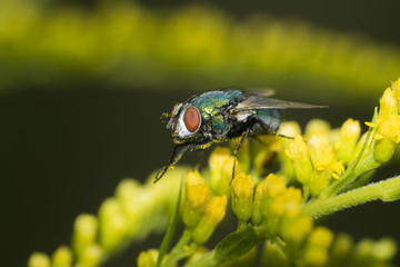 Macro photo of a fly. The housefly, Musca domestica, is a fly of the suborder Cyclorrhapha