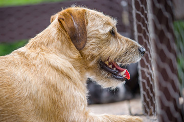 Brązowy mały pies w typie JRT patrzy przez siatkę ogrodzenia. © Rajtar photography