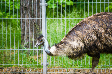 Struś na farmie. Zdjęcie w dzień. © Rajtar photography