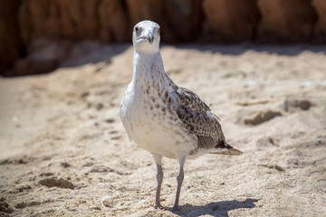 Close up shot of a seagull
