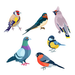 Six sitting birds / There are goldfinch, swallow, waxwing, pigeon, bullfinch and titmouse
