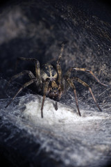 Spider in his hideaway. The Walnut Orb-weaver Spider (Nuctenea umbratica). Dark photo
