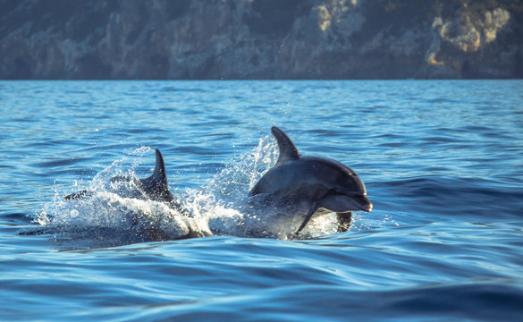 A dolphin leaping out of the blue water in the sea