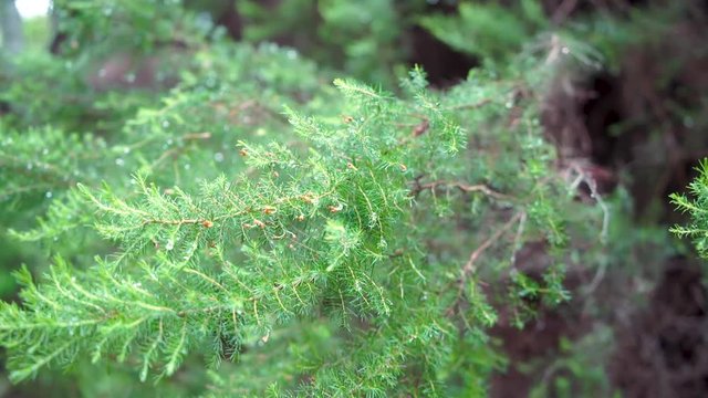 Stock Footage Early morning frosty pine with water on the leafs