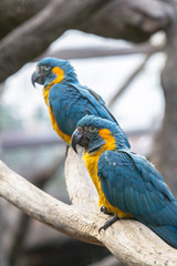 A parrot