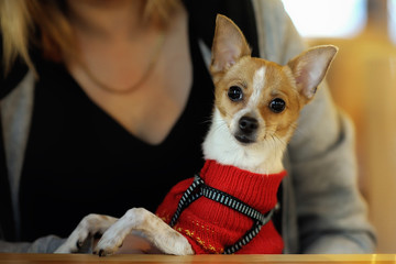 funny little dog in a red wool jumpsuit is on the hands. Chihuhua in clothing with big ears in the cafe