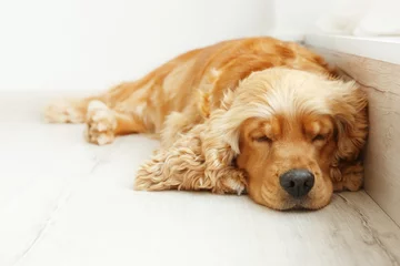 Crédence de cuisine en verre imprimé Chien Cute dog sleeping on floor at home