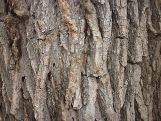 wood texture