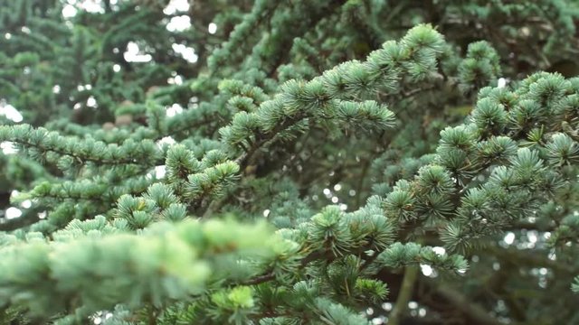 Stock Footage Early morning frosty pine with water on the leafs