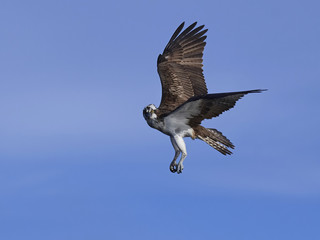 Osprey (Pandion haliaetus)