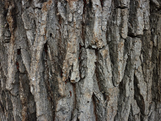 wood texture