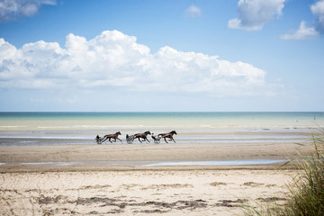 Horses trotting along the Omaha Beach in Normandy