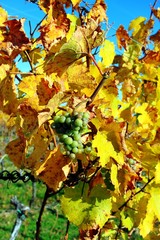 Wein im Herbst