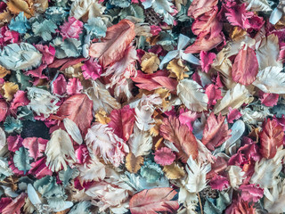 Background image of the flower petals.It's colorful
