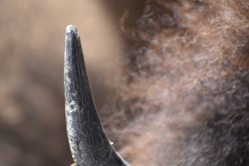 Close up of bison body parts