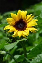 Sonnenblume auf grünem Feld