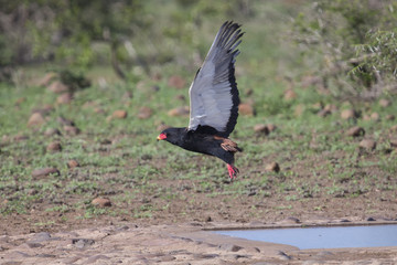 Mature Bateleur take off from a waterhole after drinking
