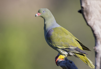 Beautiful green pigeon sitting on a dry branch in sun