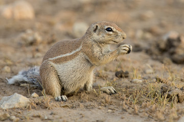 One Ground Squirrel looking for food in dry Kalahari sand