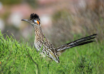 Bright Profile of Wild Road Runner Bird in California Foothills