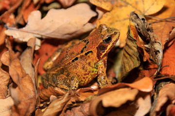 Frog