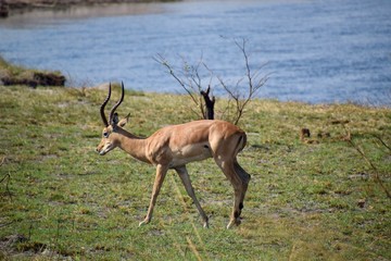 Springbock - Wild lebende Tiere