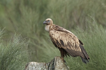Griffon vulture (Gyps fulvus)