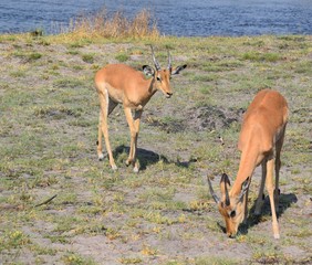Wild lebende Tiere - Springbock
