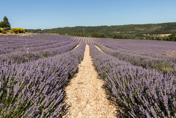Fototapeta na wymiar Lavender field in Provence, near Sault, France