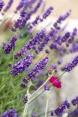  the flourishing lavender  in Provence, near Sault, France