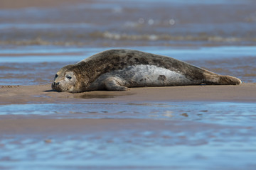 Fototapeta premium Atlantic Grey Seal (Halichoerus grypus)/Young Atlantic Grey Seal at the edge of the ocean