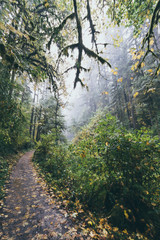 Fototapeta premium Misty forest path 