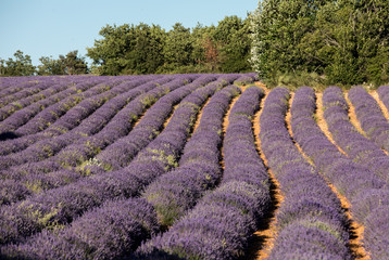 Lavender field near Sault in Provence,  France.