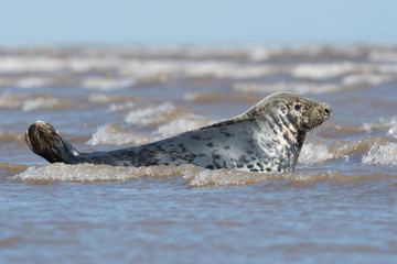 Fototapeta premium Atlantic Grey Seal (Halichoerus grypus)/Male Atlantic Grey Seal in the edge of the ocean