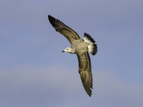 immature Yellow-legged Gull in Flight on Blue Sky