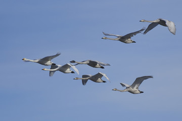 Whooper swans (Cygnus cygnus)
