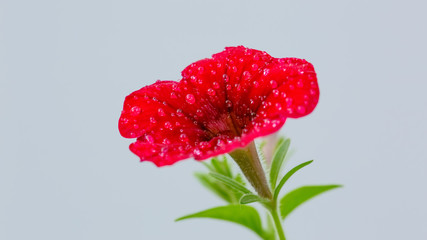 Single Red Petunia and part of stem covered in water droplets