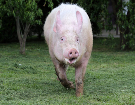 Front view photo of pink colored young sow on the meadow
