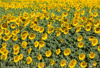 Sunflowers field near Arles  in Provence, France