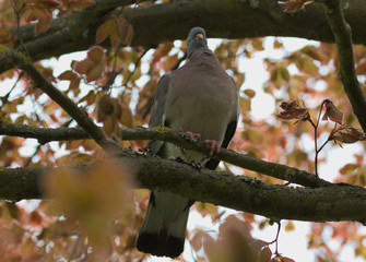 Columba palumbus