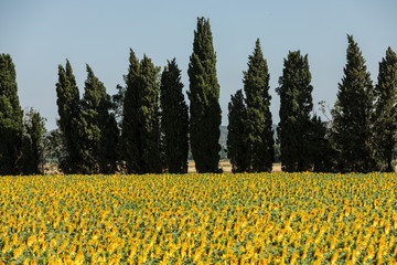 Obraz premium Sunflowers field near Arles in Provence, France
