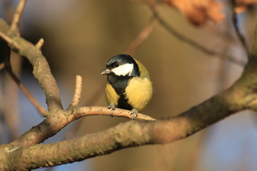 a tit on a branch