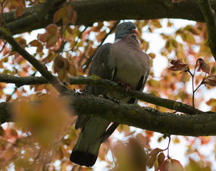 Columba palumbus