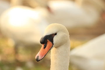Obraz premium portrait of a white swan