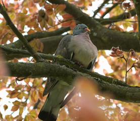 Columba palumbus
