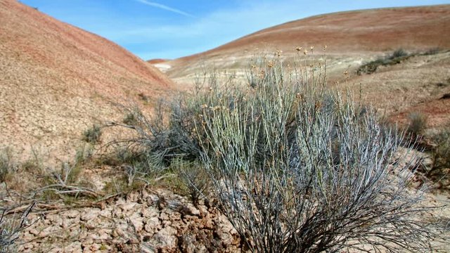 Bright midday painted hills and shrub Spring Sutton Mountain John Day Great Basin High Desert Columbia Plateau