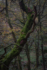 Obraz premium Moss covered dead tree at padley gorge