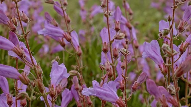 Bright purple Barrett's Penstemon wildflowers macro Mt. Hood Oregon Cascades 273