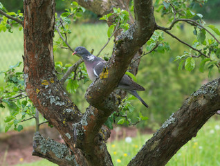 Columba palumbus